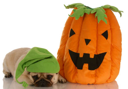 halloween dog - pug laying beside stuffed pumpkinの写真素材
