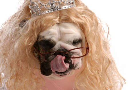 spoiled dog - dog dressed up with blonde wig and tiaraの写真素材