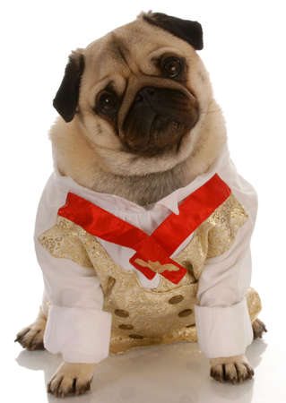 pug dressed up in mens formal shirt and tieの写真素材