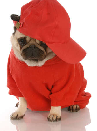 adorable pug wearing red shirt and sports capの写真素材