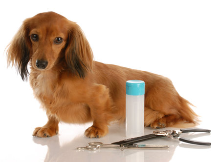 dog grooming - miniature long haired dachshund sitting beside grooming suppliesの写真素材