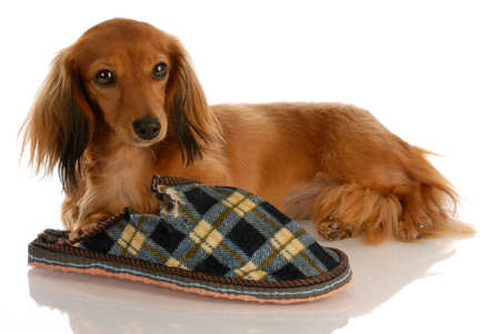 long haired miniature dachshund laying down beside chewed slipperの写真素材