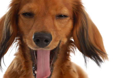 long haired miniature dachshund with cute expression as though laughingの写真素材