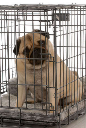 pug in a wire dog crate looking out a viewer の写真素材