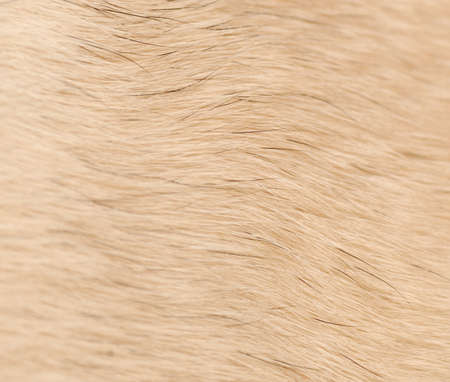 close up of dog fur or hair background の写真素材