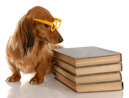 dog obedience - miniature dachshund sitting beside stack of booksの写真素材