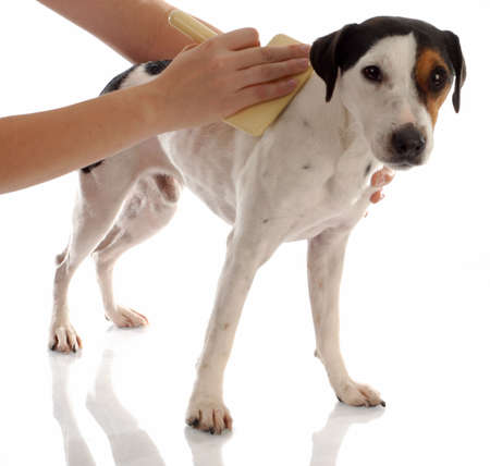 dog grooming - jack russel terrier being brushedの写真素材