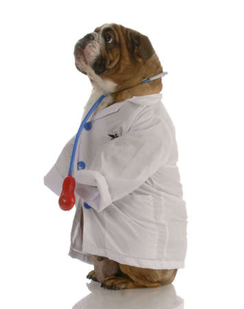 english bulldog dressed up as a doctor or veterinarianの写真素材