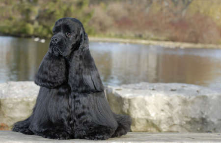 american cocker spaniel sitting by river - champion bloodlinesの写真素材