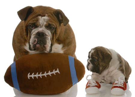 english bulldog puppy wearing running shoes sitting beside dad ready to teach the gameの写真素材