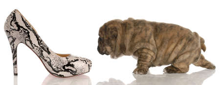 four week old english bulldog puppy sneaking up on woman's high heeled shoesの写真素材
