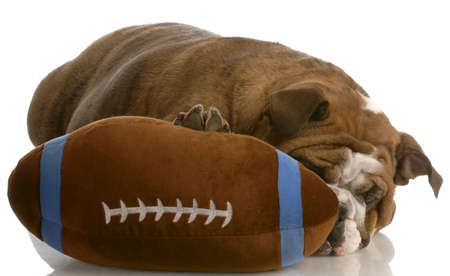 red brindle english bulldog playing with stuffed footballの写真素材