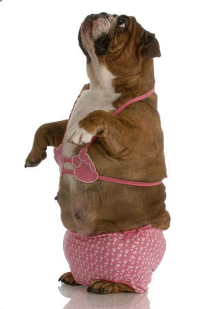 english bulldog wearing pink bikini looking up towards skyの写真素材