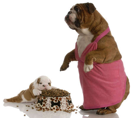 mother bulldog wearing pink dress standing beside puppy with full bowl of dog foodの写真素材