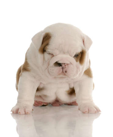 four week old english bulldog puppy sitting with sour looking expressionの写真素材