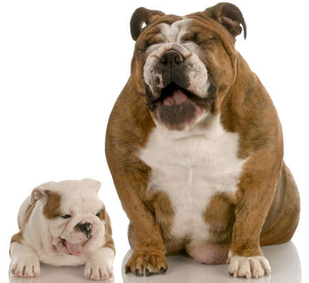 two english bulldogs with mouth open making silly expressionsの写真素材