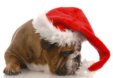 santa with attitude - english bulldog wearing santa hatの写真素材