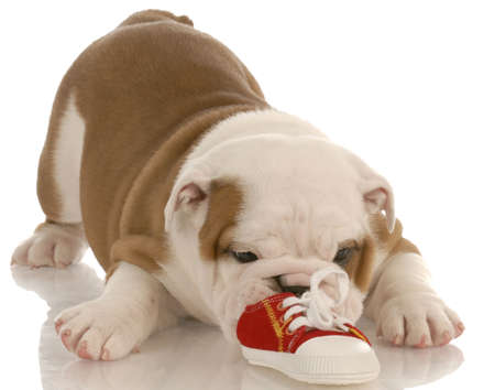 seven week english bulldog puppy chewing on a small shoeの写真素材
