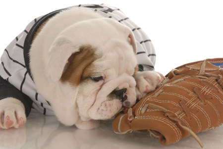 sports fan - english bulldog puppy wearing jearsey chewing on baseball gloveの写真素材