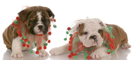two english bulldog puppies wearing cute christmas scarvesの写真素材
