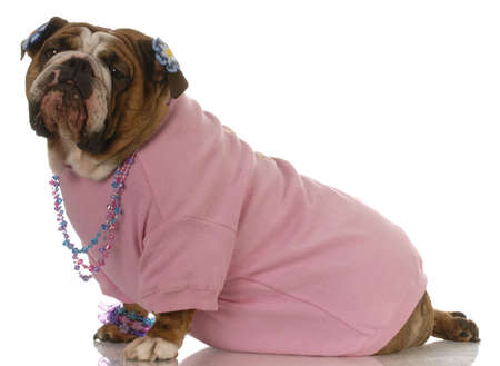 female english bulldog wearing pink clothing and jewelleryの写真素材
