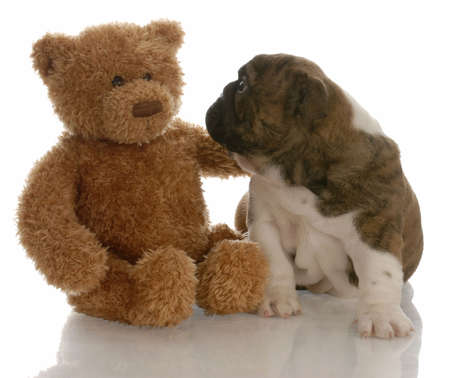 best friends - english bulldog puppy being comforted by teddy bearの写真素材