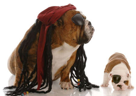 english bulldog adult and puppy dressed up as piratesの写真素材