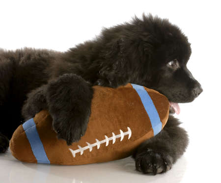 twelve week old newfoundland puppy with stuffed footballの写真素材