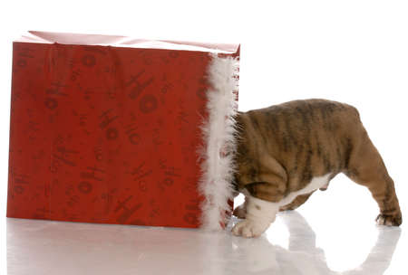 puppy with backside sticking out of a christmas bag の写真素材
