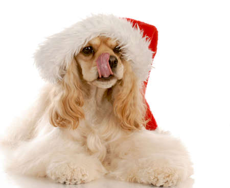 american cocker spaniel licking lips wearing red santa hat with reflection on white backgroundの写真素材