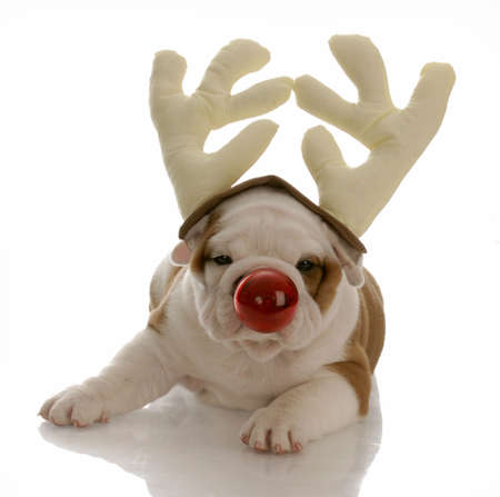 english bulldog with red nose dressed as rudolphの写真素材