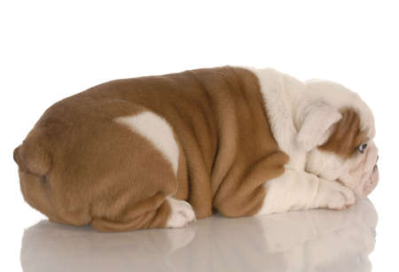 eight week old english bulldog puppy pouting with reflection on white backgroundの写真素材