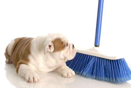 cleaning up after new puppy - eight week old english bulldogの写真素材