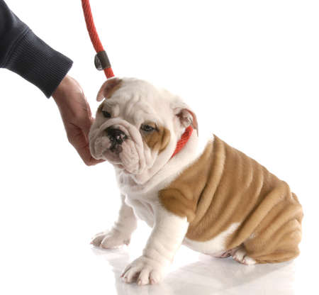 hand reaching down to pet an english bulldog puppy on a leashの写真素材