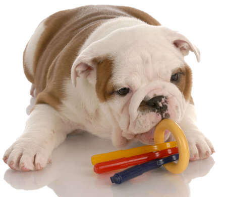 nine week old english bulldog puppy chewing on toysの写真素材