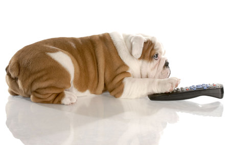 dog with remote control - english bulldog nine weeks oldの写真素材
