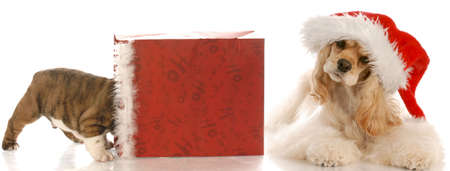 american cocker spaniel wearing santa hat laying beside christmas bag with puppy insideの写真素材
