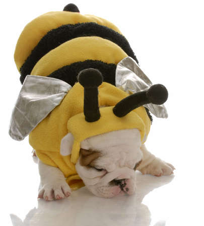 english bulldog puppy dressed up as a beeの写真素材