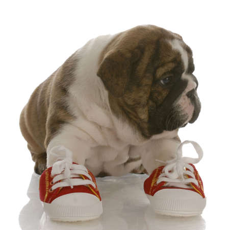 english bulldog puppy wearing running shoes with reflection on white backgroundの写真素材