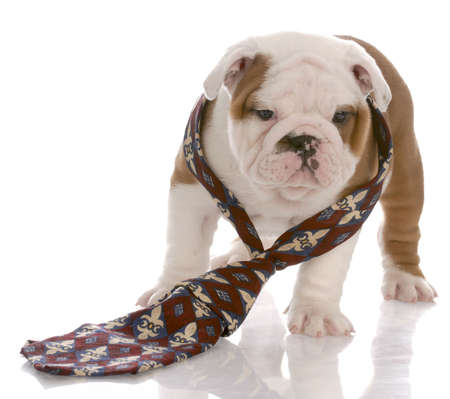 seven week old male english bulldog wearing mans tieの写真素材