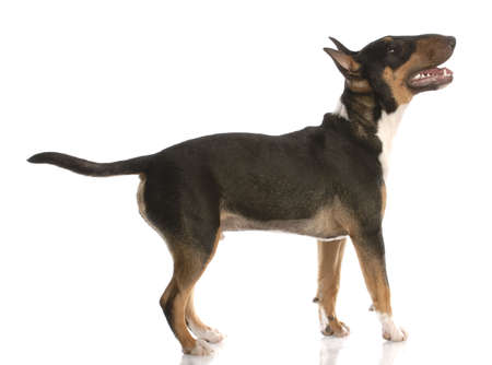 bull terrier with happy expression standing looking up - nine months oldの写真素材
