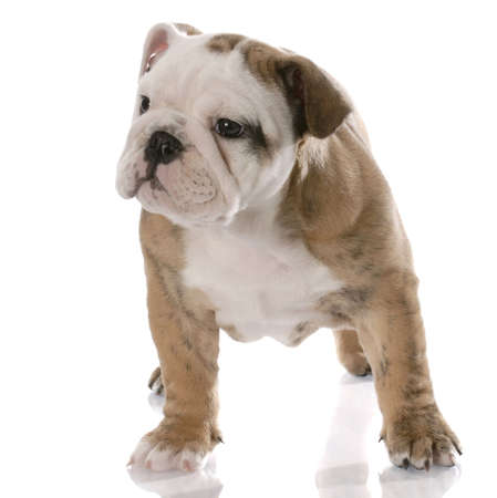 nine week old female english bulldog puppy with reflection on white backgroundの写真素材
