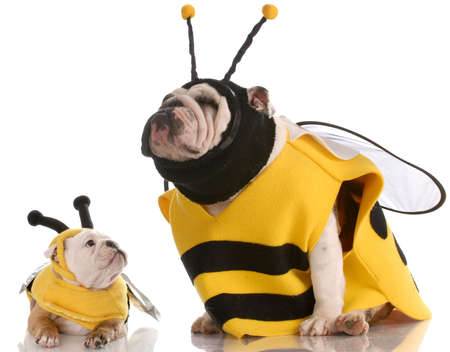 mother and daughter bulldogs dressed up like beesの写真素材