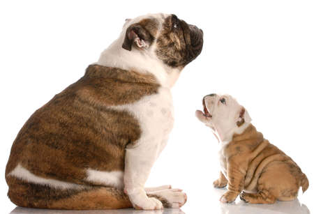 funny dog fight - bulldog puppy barking at motherの写真素材