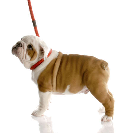 nine week old english bulldog puppy on a red leashの写真素材