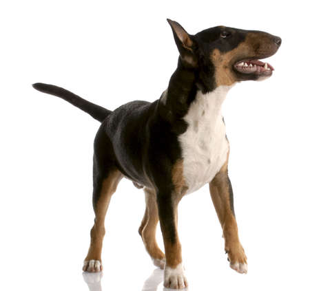 bull terrier - tri color nine month old puppy on white backgroundの写真素材