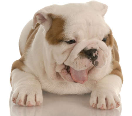 english bulldog puppy with cute expression - eight weeks oldの写真素材