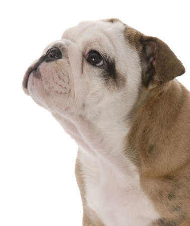 portrait of nine week old english bulldog puppy on white backgroundの写真素材