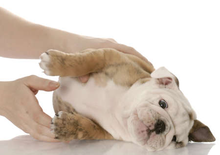 hands reaching in to pick up an english bulldog puppy on white backgroundの写真素材