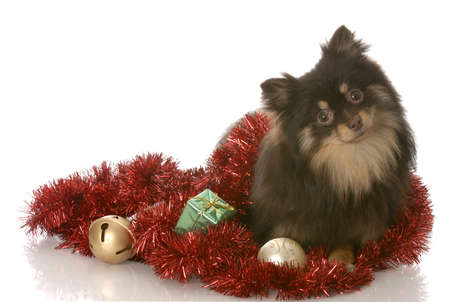 pomeranian puppy sitting among christmas garland and decorationsの写真素材
